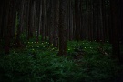 001 今日はヒメボタル「森」編です。里のヒメボタルは終わり際ですが、森のヒメボタルは今が盛りです。Canon EOS 5D Mark II　Canon EF50mmF1.4
