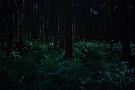 008 実は森の夜の撮影は恐怖との戦いです。何が出てくるかわかりません。真っ暗です。草原での撮影のように蛍の光を味わう余裕なんてありません。デジタルになり、色々便利なものもありますので身の安全を最優先で撮影しています(^_^;) Canon EOS 5D Mark II　Canon EF50mmF1.4