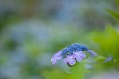 03 ちなみに私は普通の紫陽花より額紫陽花が好みです(^ ^) Canon EOS 5D Mark IV　Canon EF300mmF4