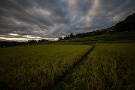 04 棚田は実りの秋。今年も稲穂が重そうにこうべを垂れています。Canon EOS 5D Mark IV　SIGMA 12-24mm F4.5-5.6 II DG HSM
