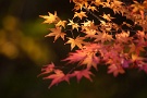 06 今年は暖かい秋と度重なる台風で痛んだ葉も多く、例年に比べるとやや色付きも悪いようです。Canon EOS 5D Mark IV　Canon EF300mmF4