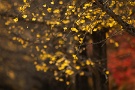 07 僅かに残ったイチョウの葉を夕日が照らします。Canon EOS 5D Mark IV　Canon EF300mmF4