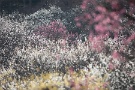 04 秩父ミューズパークの梅園も満開と見頃です。Canon EOS 5D Mark IV　Canon EF300mmF4