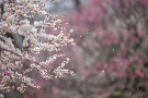 02 街中では雪混じりの雨でしたが、小高い秩父ミューズパークではやや見頃を過ぎた梅の花に雪が降りしきっていました。Canon EOS 5D Mark IV　Canon EF300mmF4