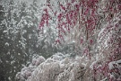 07 去年に続き今年も桜隠しの雪が撮影でき満足です(^_^) Canon EOS 5D Mark IV　Canon EF24〜105mmF4 