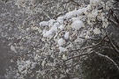 04 辛夷も雪化粧です。Canon EOS 5D Mark IV　Canon EF24〜105mmF4