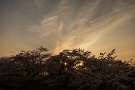 02 桜の間から覗く夕日が印象的でした。Canon EOS 5D Mark IV　Canon EF24〜105mmF4
