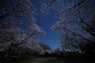 08 4月5日掲載の横位置版ですが、月光のみでの桜です。こちらの方が夜桜の神秘的な雰囲気が出ますね。さて、状況次第ですが、不要不急の外出自粛ということで、しばらくは撮影も自粛しようかと思います。Canon EOS 5D Mark IV　SIGMA 12-24mm F4.5-5.6 II DG HSM