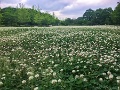 09 昨日の午後、久しぶりに太陽が覗いたのでジョギング散歩がてら秩父ミューズパークまで足を伸ばしてみました。現在ミューズパークは中には入れますが、駐車場が閉鎖されていてほとんど訪れる人はいません。例年ですと芝生の広場ですが、今年は見事なクローバー畑になっていました。明日で緊急事態宣言も解除されるようですが、ミューズパークも徐々に人出が戻るのでしょう。iPhone SE