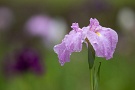 01 梅雨の花といえば花菖蒲。やはり雨が似合います。EOS 5D Mark II　EF300mm