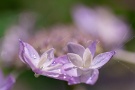 04 夕立後、夏の陽を浴びる紫陽花は元気一杯です。Sony α7Ⅱ Tokina AT-X 90mm F２.5マクロ