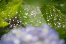 06 雨の後は蜘蛛の巣の水滴も綺麗です。Sony α7Ⅱ Tokina AT-X 90mm F２.5マクロ