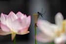 06 夏の水辺といえばシオカラトンボですね。Sony α7Ⅱ　Canon EF300mmF4