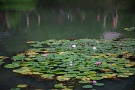 07 睡蓮も次々に咲いています。Canon EOS 5D Mark IV　Canon EF24〜105mmF4