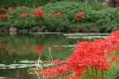 02 弁天池の周りが曼珠沙華で囲まれています。Panasonic LUMIX GX7　Panasonic G VARIO HD 14-140mm
