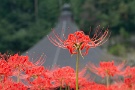 05 群生もいいですが、一つ一つも美し花です。Panasonic LUMIX GX7　Panasonic G VARIO HD 14-140mm