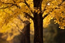 02 午後3時過ぎ、束の間の晴れ間がのぞきました。イチョウが一際輝きます。Canon EOS 5D Mark IV　Canon EF300mmF4