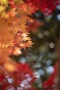 05 赤一色の紅葉もいいですが、黄色や緑の混ざった紅葉もいいものです。Canon EOS 5D Mark IV　Canon EF70〜200mmF4