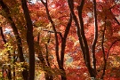 02 境内裏の山は紅葉の山。真っ赤に染まっています。Canon EOS 5D Mark IV　Canon EF70〜200mmF4