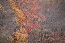 01 今日は先週〜今週秩父ミューズパークで撮影した、紅葉散る初冬の風情をお楽しみください。Canon EOS 5D Mark IV　Canon EF70〜200mmF4