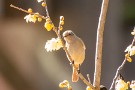 10 臘梅にとまってポーズです。ヤマガラのムービーもどうぞ。NIkon COOLPIX P950