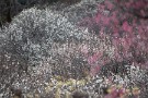 01 秩父ミューズパーク梅園の梅が見頃となってきました。Canon EOS 5D Mark IV　Canon EF300mmF4