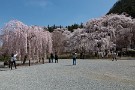 01 今日は先週撮影した清雲寺の枝垂桜をお楽しみください。満開の平日ですが今年の人出はご覧の通りで、例年の半分ほどでしょうか。観光バスの団体さんがいないのでだいぶ空いている感じです。Canon EOS 5D Mark IV　Canon EF24〜105mmF4