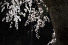 05 世の事を忘れ、桜に見入ります。Canon EOS 5D Mark IV　Canon EF70〜200mmF4