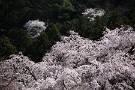 08 そう言えば去年は今頃雪が降って、見事な桜隠しの雪となりました。今年はもう雪もなさそうです。Canon EOS 5D Mark IV　Canon EF70〜200mmF4
