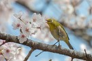 04 メジロが桜の木から木へと蜜を求めて飛び交います。NIkon COOLPIX P950