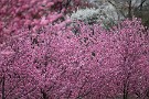 09 花桃も満開、百花繚乱です。Canon EOS 5D Mark IV　Canon EF70〜200mmF4