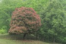 06 クスノキの赤い若葉が周囲の緑に際立ちます。Panasonic LUMIX GX7　Panasonic G VARIO HD 14-140mm