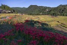 01 台風一過の秋晴れの下、秩父郡横瀬町・寺坂の棚田で曼珠沙華が見頃となって来ました。Canon EOS 5D Mark IV　Canon EF24〜105mmF4