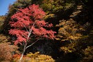 01 今日は前回に引き続き奥秩父の紅葉をお楽しみ下さい。紅葉の名所、中津川渓谷も見頃でした。撮影は11月3日です。Canon EOS 5D Mark IV　Canon EF24〜105mmF4