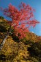 06 紅葉の赤と青空の青、素晴らしいコントラストです。Canon EOS 5D Mark IV　Canon EF24〜105mmF4