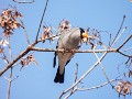 03 イカルです。木の実のある木に群れでやって来ます。NIkon COOLPIX P950