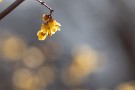 02 真っ先に春を告げる蠟梅の甘い香りになんとなく心が躍ります。Canon EOS 5D Mark IV　Canon EF300mmF4