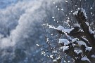 02 積雪は10cm。東京で10cmは大雪ですが、秩父では小雪です^^; 　Canon EOS 5D Mark IV　Canon EF300mmF4