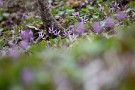 01 秩父の里ではカタクリの花が見頃です。今日は27日に撮影したカタクリの花をお楽しみ下さい。Canon EOS 5D Mark IV　Canon EF300mmF4