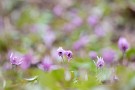 03 こんな日はカタクリや周りの色もパステル調で春色が際立ちます。Canon EOS 5D Mark IV　Canon EF300mmF4