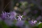 03 写真を撮っていると、みるみる花が開いていくのがよく分かります。Canon EOS 5D Mark IV　Canon EF300mmF4