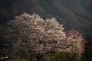 10 夕日に輝く畑の片隅の桜が印象的でした。Canon EOS 5D Mark IV　Canon EF70〜200mmF4