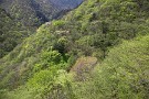 02 雁坂トンネル手前の標高1,100m程の地点でちょうど新緑が芽吹いたばかりでした。Canon EOS 5D Mark IV　Canon EF24〜105mmF4