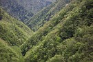 03 谷を埋め尽くす新緑の洪水です。Canon EOS 5D Mark IV　Canon EF24〜105mmF4
