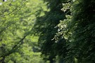 01 気がつくと5月も中旬、青紅葉の綺麗な季節です。Canon EOS 5D Mark IV　Canon EF300mmF4