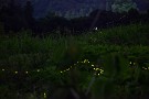 04 撮影中は15秒ほどの露光で連写しているだけなのでゆっくり、ぼーっと蛍を眺めています。Canon EOS 5D Mark II　SIGMA 70-200f2.8 APO DG