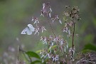 04 時折モンシロチョウもやって来ました。Canon EOS 5D Mark IV　Canon EF70〜200mmF4