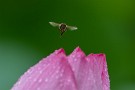 06 蓮の花の匂いに誘われたミツバチを正面から。Canon EOS 5D Mark IV　Canon EF300mmF4