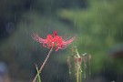 03 今日は時折雨脚が強くなり、台風の接近を物語っているようでした。Canon EOS 5D Mark IV　Canon EF70〜200mmF4