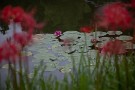 03 曼珠沙華の向こうには睡蓮がまだ咲いていました。Canon EOS 5D Mark IV　Canon EF24〜105mmF4